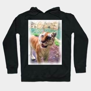 Tiger Hoodie